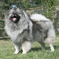 A Keeshond dog