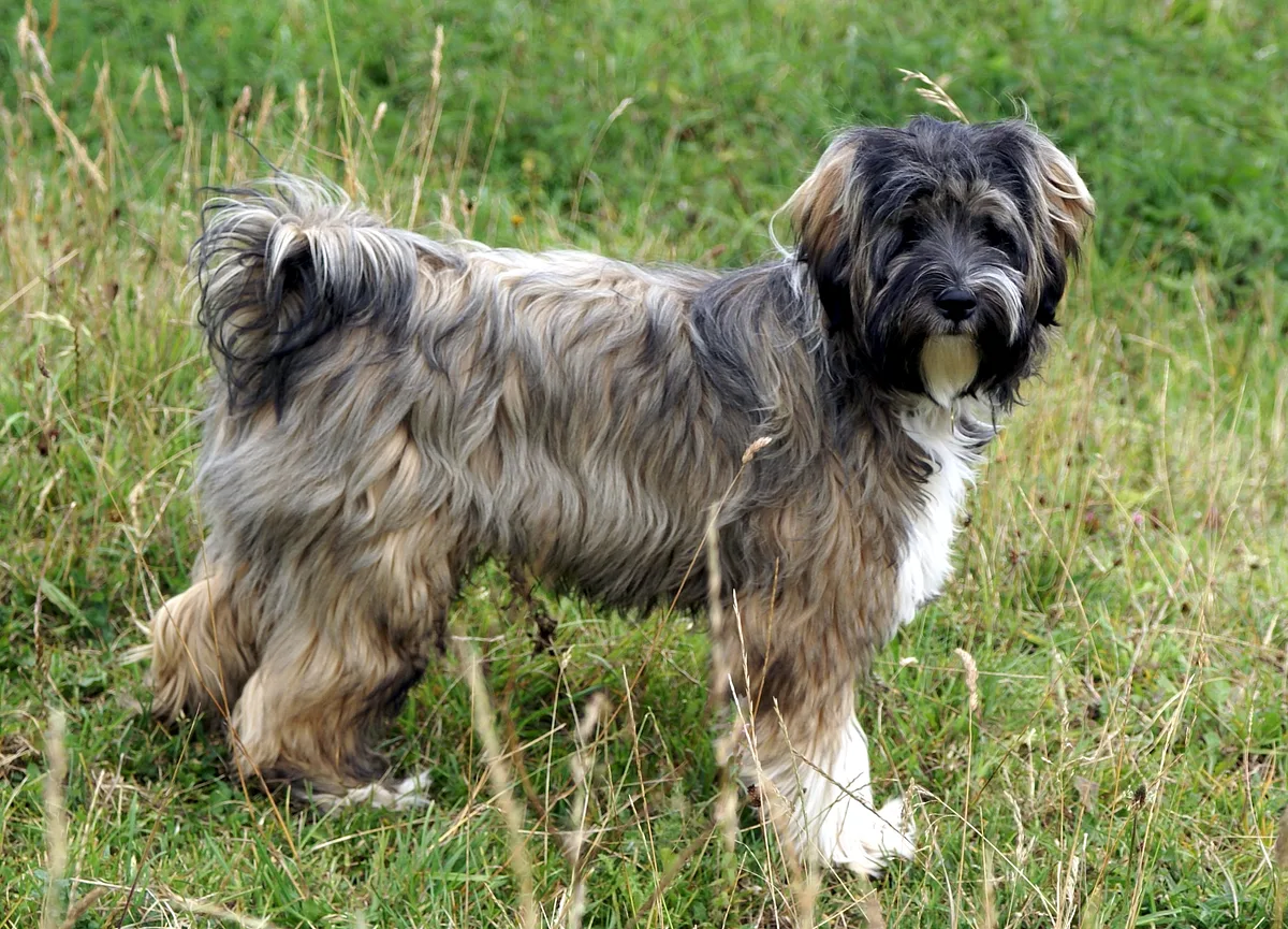 Tibetan Terrier dog, photographed by PateraIncus