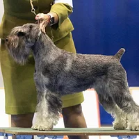 Standard Schnauzer, picture 6 of 7