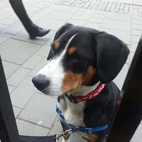 Entlebucher Mountain Dog, picture 8 of 10