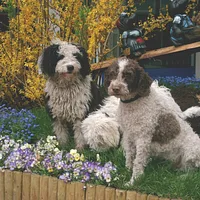 Spanish Water Dog, picture 9 of 9