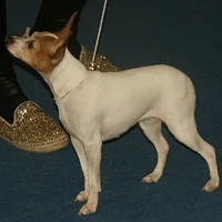 Toy Fox Terrier, picture 6 of 10