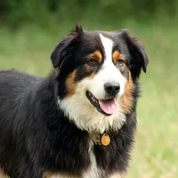 A Australian Shepherd dog