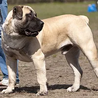 Boerboel, picture 6 of 10