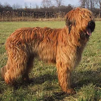 A Briard dog