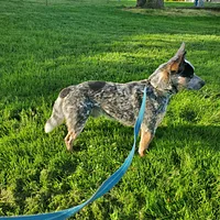 Australian Cattle Dog