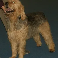 Otterhound, picture 3 of 8