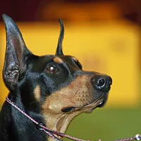 Manchester Terrier (Toy), picture 5 of 9