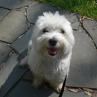 Coton de Tulear, picture 6 of 10