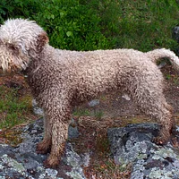 Lagotto Romagnolo, picture 2 of 6