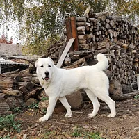 Central Asian Shepherd Dog, picture 4 of 8