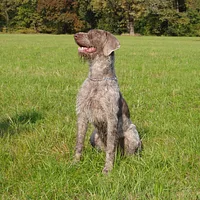 Slovakian Wirehaired Pointer