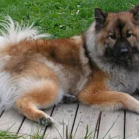 Eurasier, picture 2 of 8