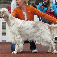 English Setter, picture 7 of 7