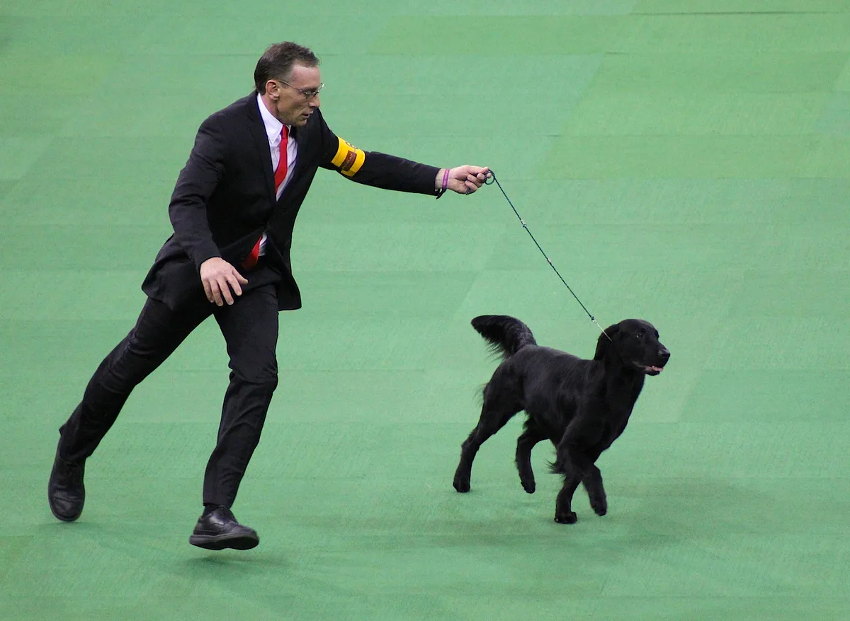 Flat-Coated Retriever