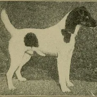 Smooth Fox Terrier, picture 7 of 9