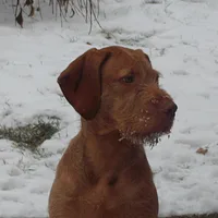 Wirehaired Vizsla, picture 6 of 10