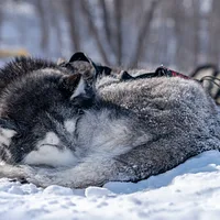 Siberian Husky, picture 3 of 4