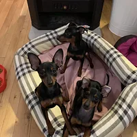 Miniature Pinscher, picture 10 of 10
