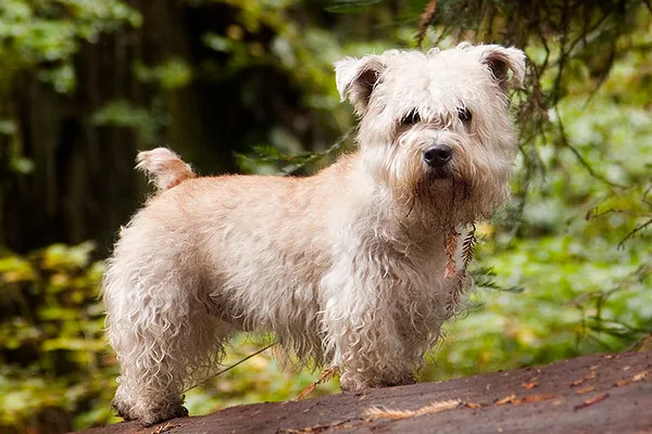 A Glen of Imaal Terrier