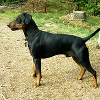 German Pinscher, picture 5 of 9