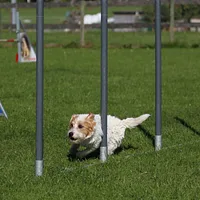 Parson Russell Terrier, picture 7 of 9