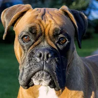 Boxer