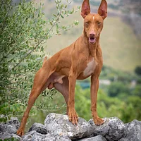 Cirneco dell'Etna