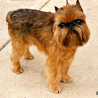 Brussels Griffon
