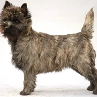 Cairn Terrier, picture 2 of 9