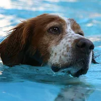 Irish Red and White Setter