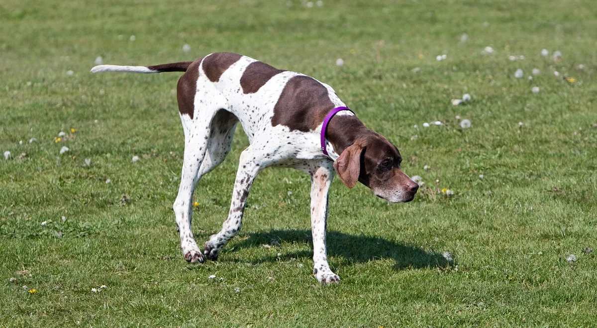 Pointer dog, photographed by No-longer-here from Pixabay