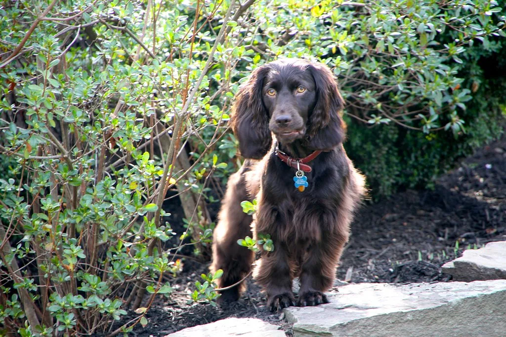 Boykin Spaniel dog, photographed by jetsonphoto