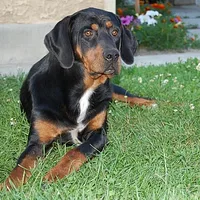 Transylvanian Hound, picture 3 of 8