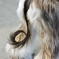 Afghan Hound