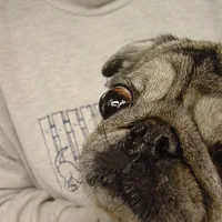 Pug, picture 8 of 8