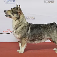 Swedish Vallhund, picture 3 of 10