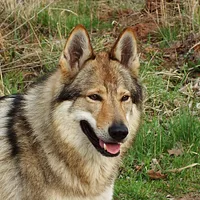 Czechoslovakian Vlcak, picture 5 of 10