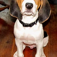 Treeing Walker Coonhound
