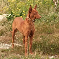A Pharaoh Hound dog