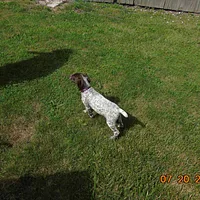 German Shorthaired Pointer, picture 8 of 8