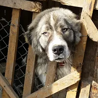 Romanian Carpathian Shepherd
