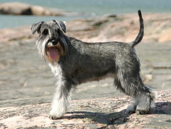 A Miniature Pinscher
