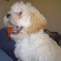 Lhasa Apso, picture 7 of 9