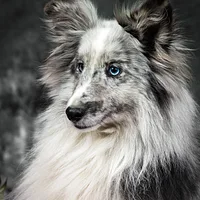 Shetland Sheepdog, picture 2 of 10