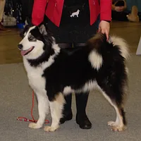 Yakutian Laika, picture 3 of 8