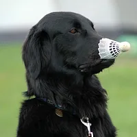 Flat-Coated Retriever