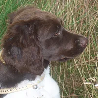 Small Munsterlander, picture 6 of 9
