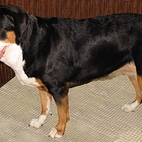 Greater Swiss Mountain Dog