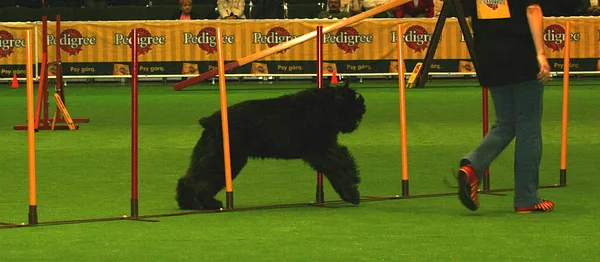 Bouvier des Flandres